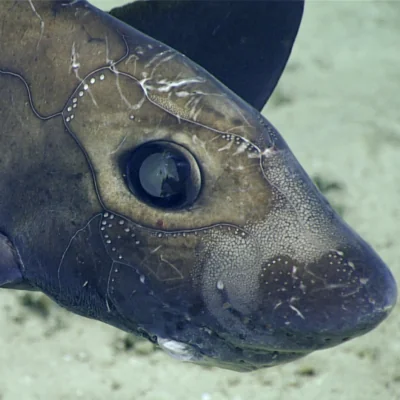 ghost shark