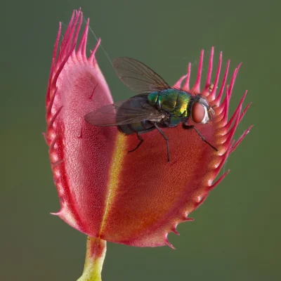 venus flytrap with fly in it