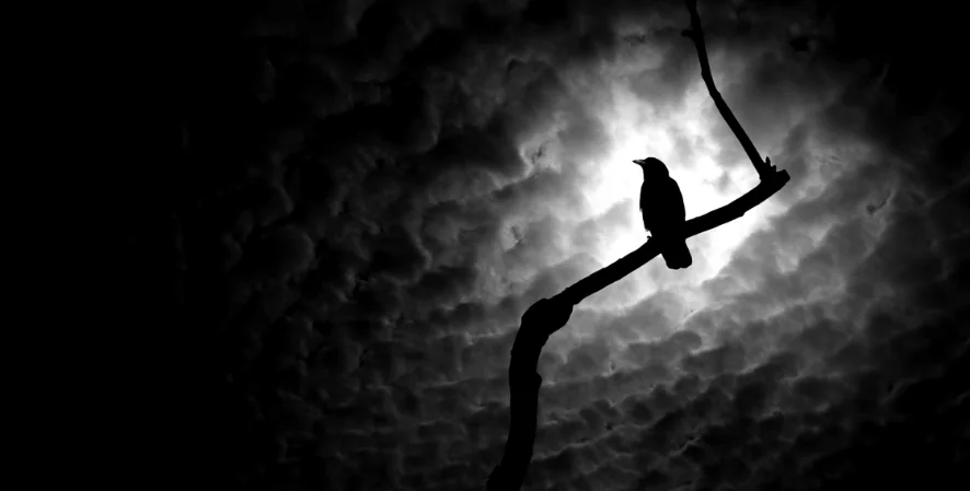 black and white photo of bird on branch in moonlight