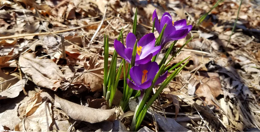 purple flowers blossoming from the leaves in spring