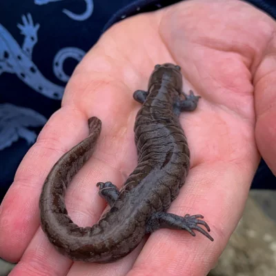 hand holding a brown salamander
