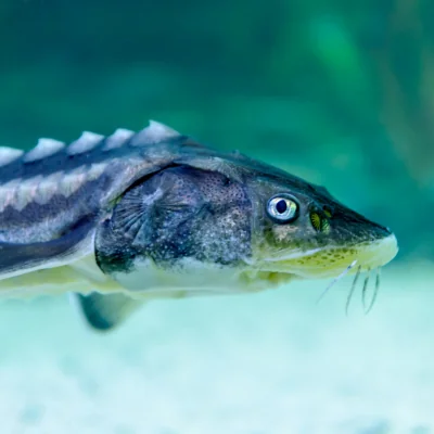 sturgeon fish head up close