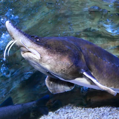 sturgeon fish