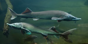 two sturgeon fish