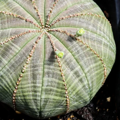 circular succulent