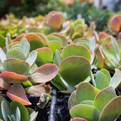 green leafy succulents