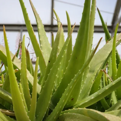 light green succulent