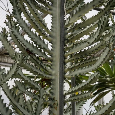 tall spiny succulent