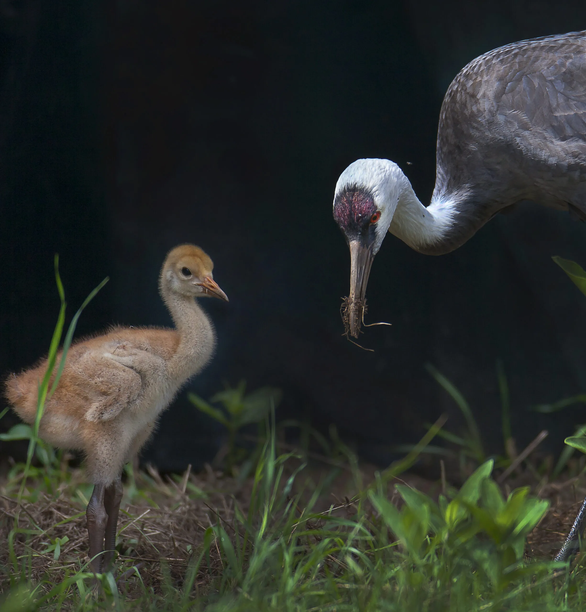 adult bird and baby bird