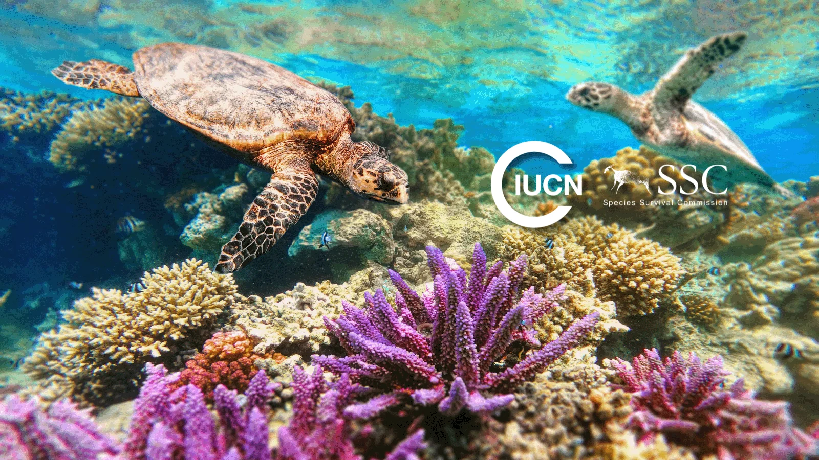 IUCN SSC sea turtle in ocean coral