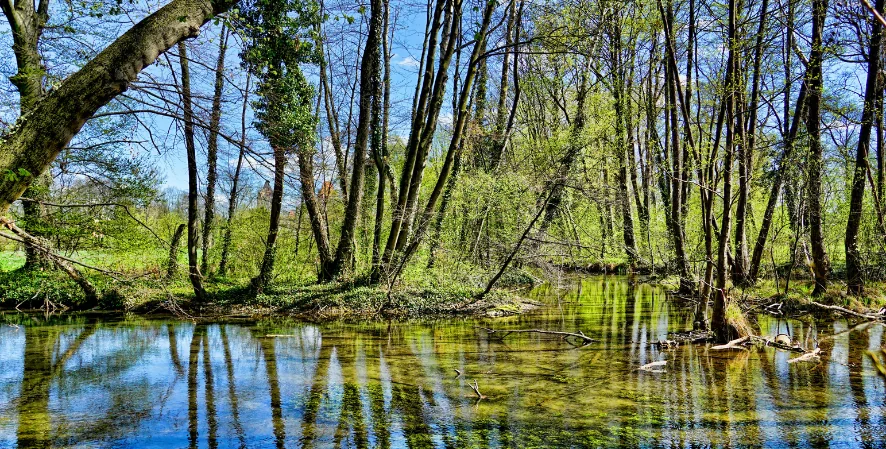 wetland marsh with trees in water