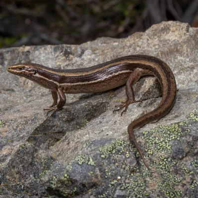 White-Bellied Skink on rock