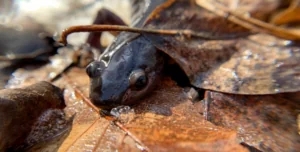 Winter Herping, salamander found in leaves