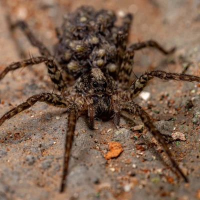 wolf spider carrying spider babies on back
