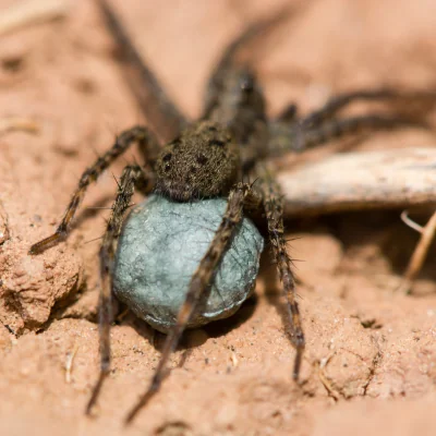 wolf spider egg sac