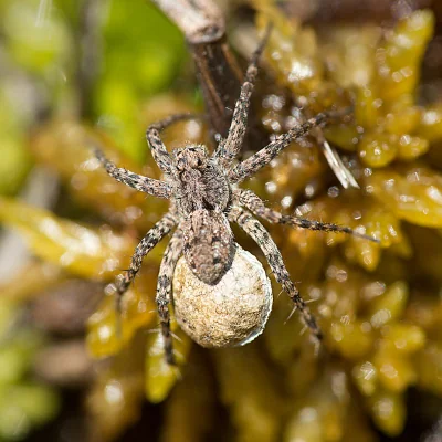 wolf spider with egg sacks
