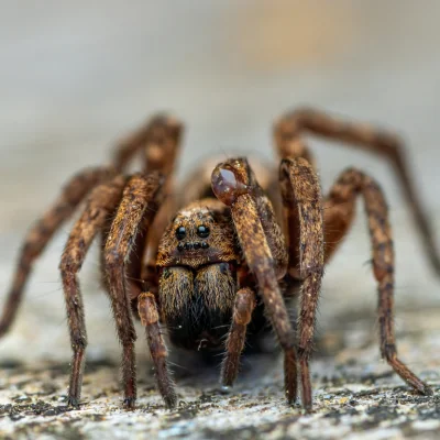 wolf spider up close