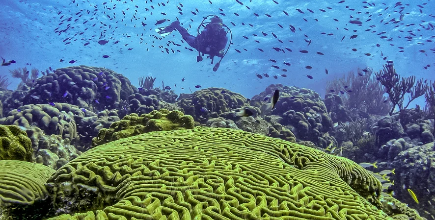 wild ocean conservation scuba diving over green coral