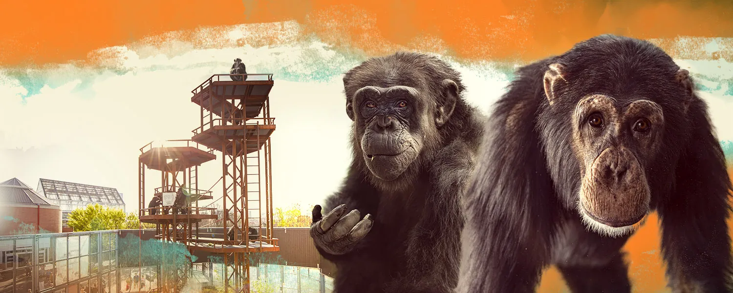 ZOO_Chimps_Website_Banner