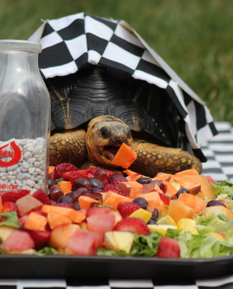 Zoopolis tortoise eating fruit tray
