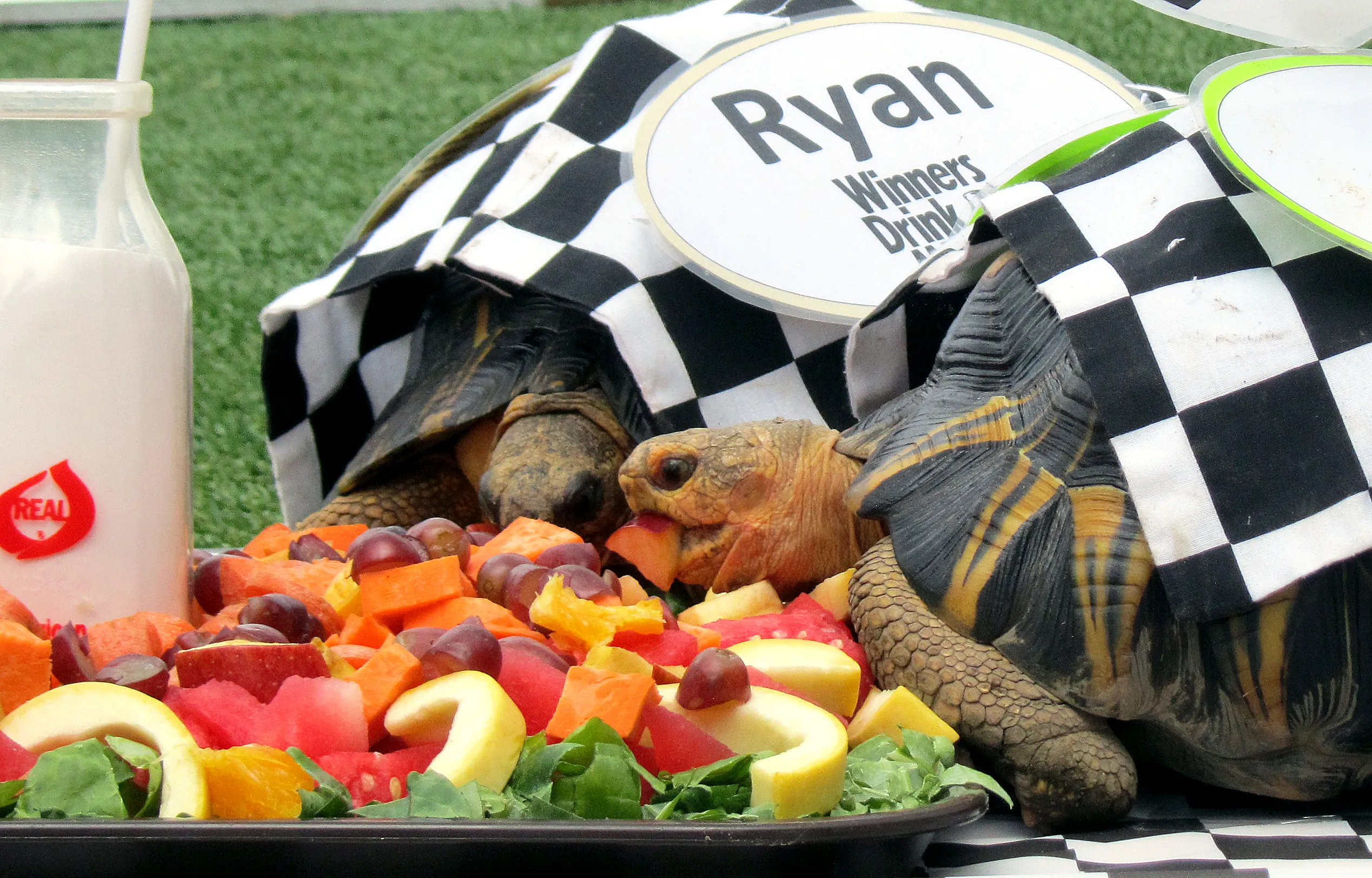 tortoise with checkered flag racing to a plate of fruit