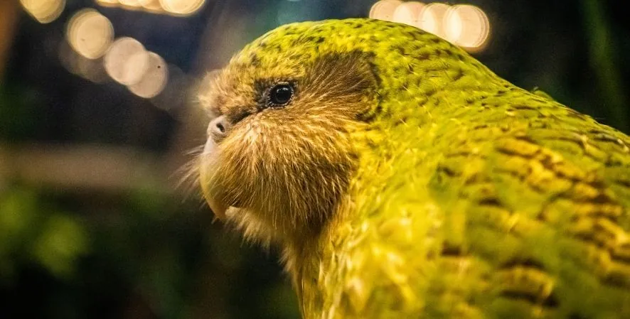 How Conservation Works: photo of green kakapo bird
