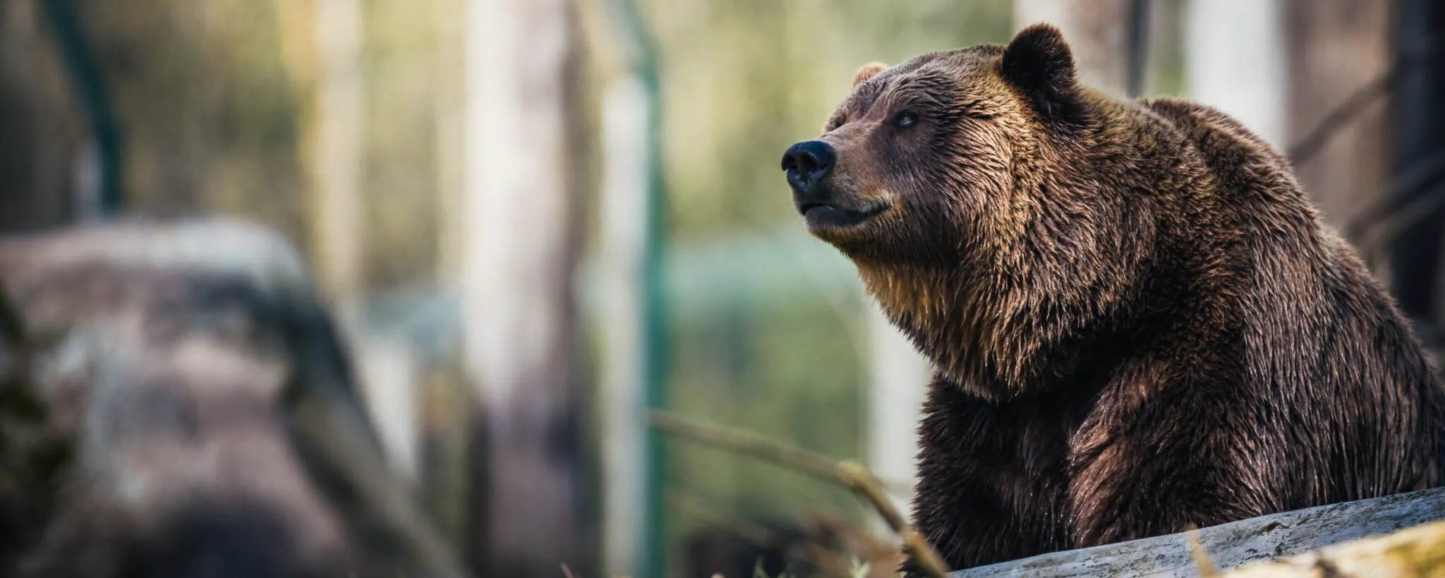 brown bear banner image