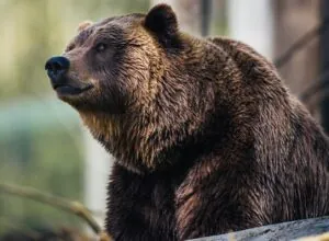 brown bear