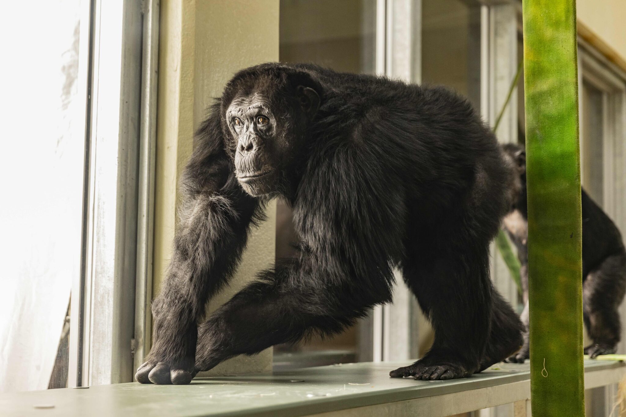 chimp walking at Indy Zoo