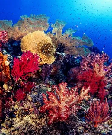 coral reef conservation