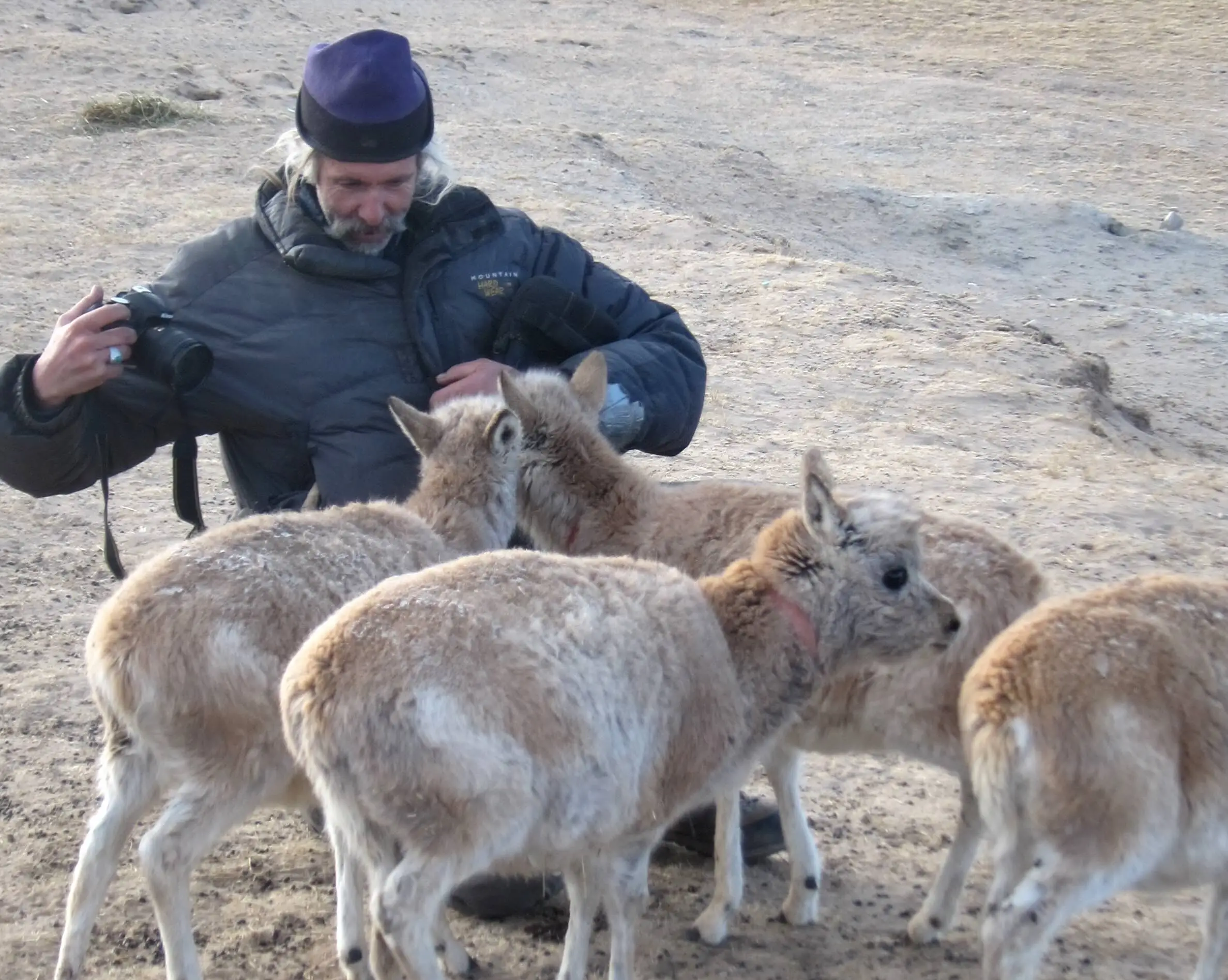 Joel Berger with goats