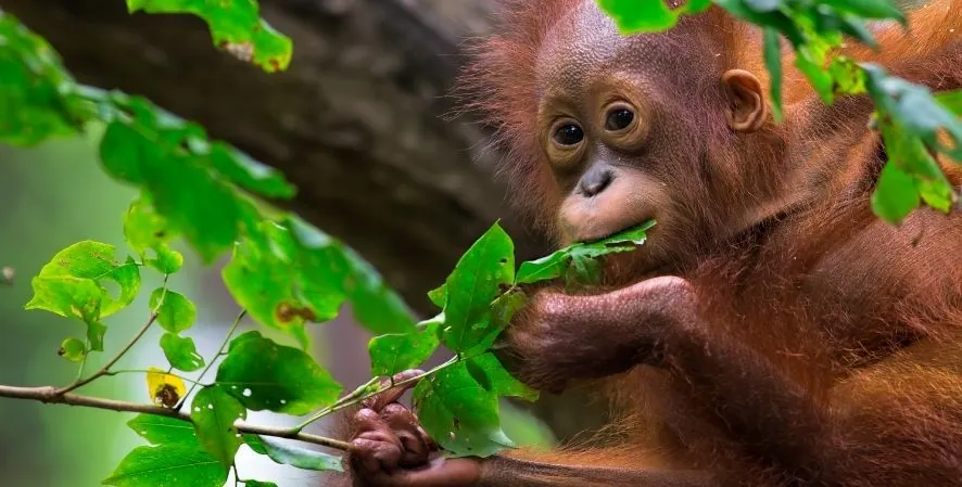 orangutan in wild eating leaves