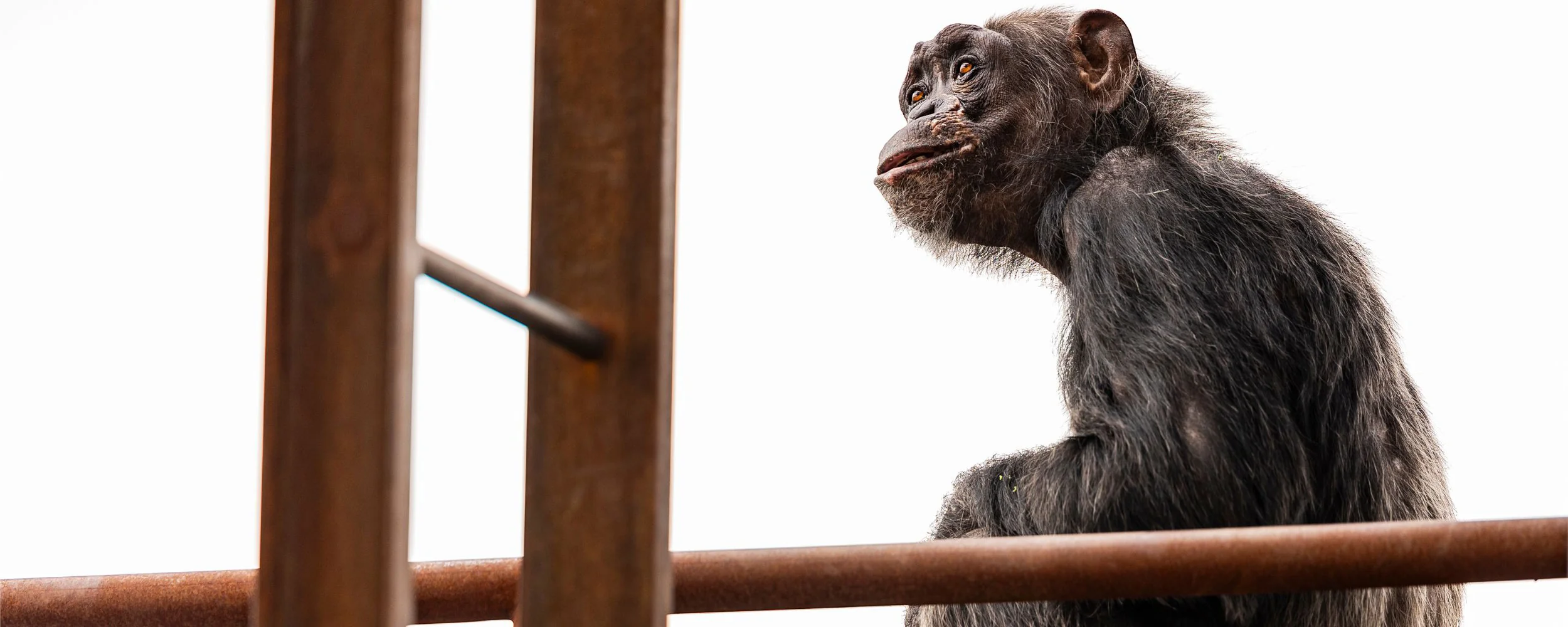 Mara the chimpanzee at Indy Zoo