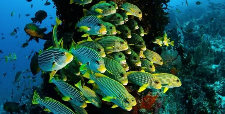 global center for species survival- school of fish