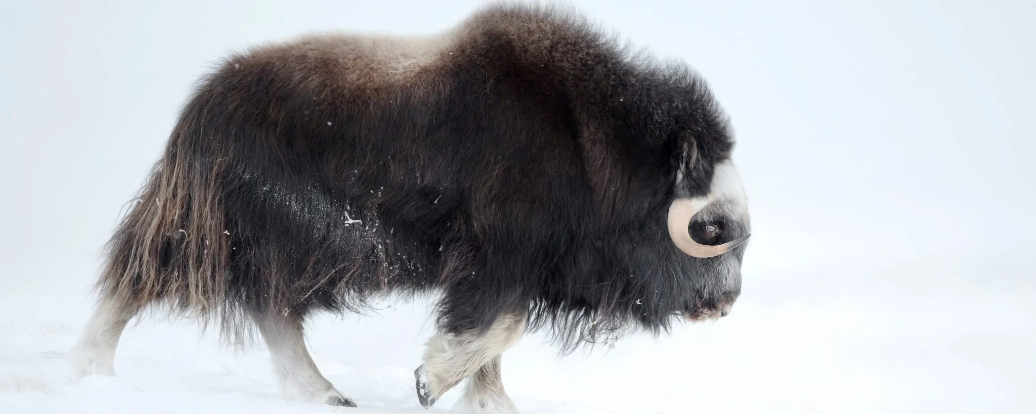 musk ox walking in snow