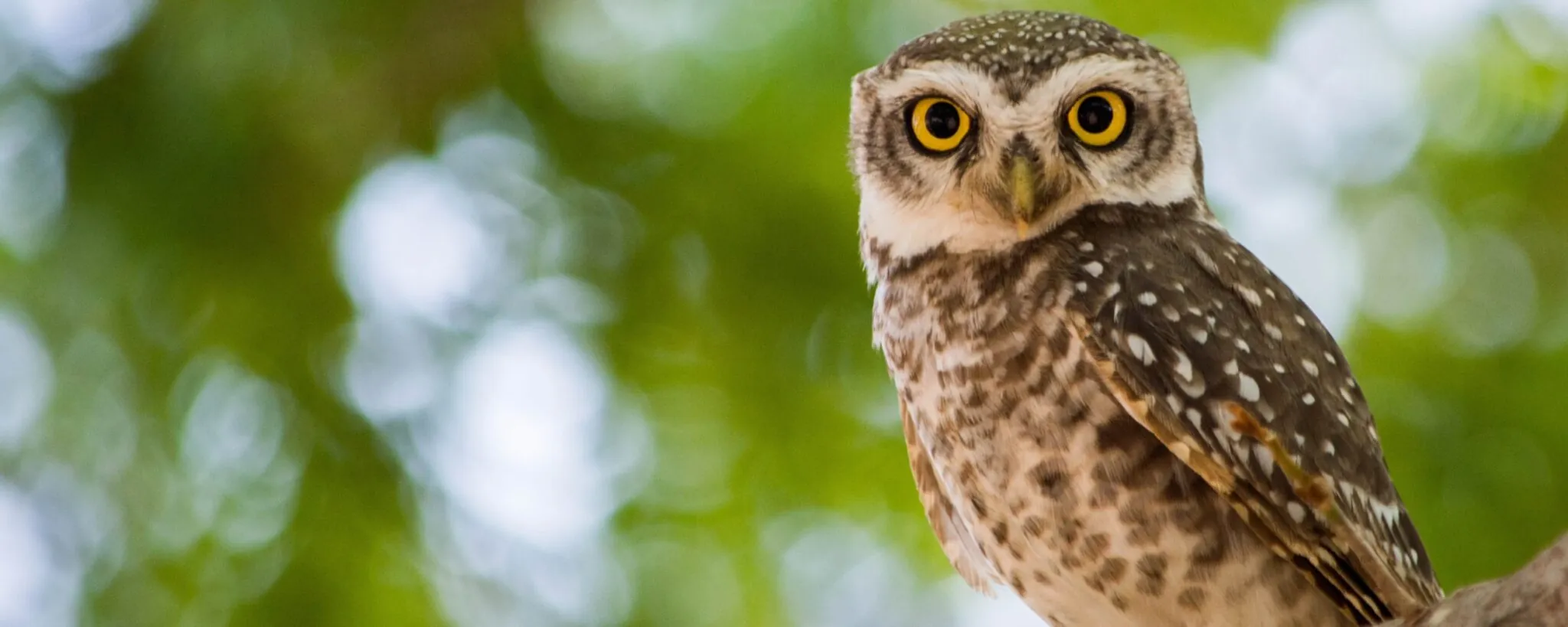 owl in tree at risk of extinction