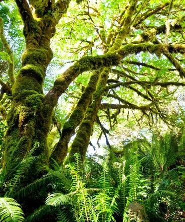 rainforest conservation: rainforest trees with moss and ferns