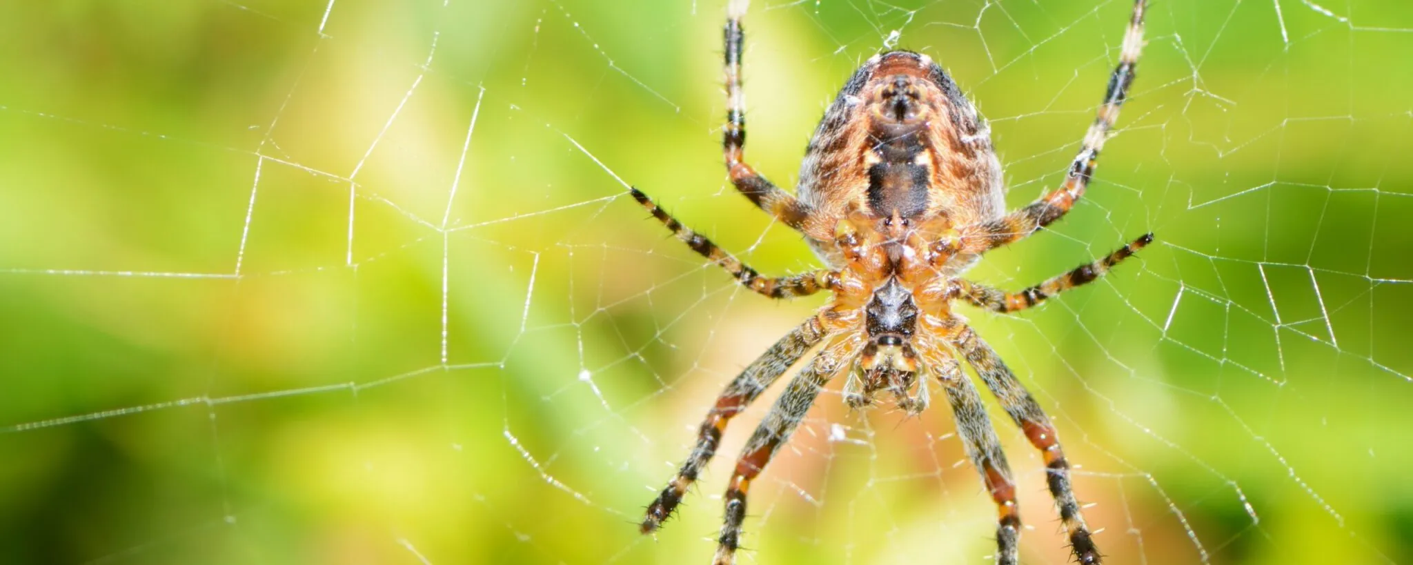 spider on web: conservation