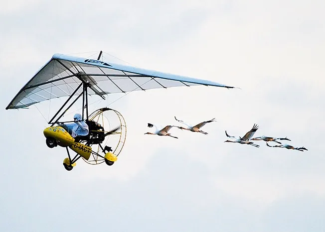 birds flying behind glider in air