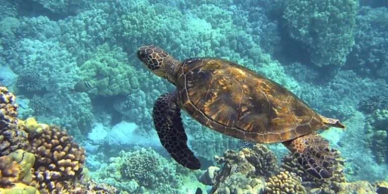 sea turtle swimming conservation