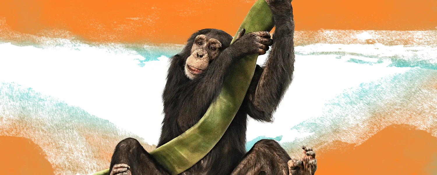 chimpanzee swinging on rope
