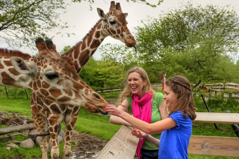 girl feeding giraffe, content creator program