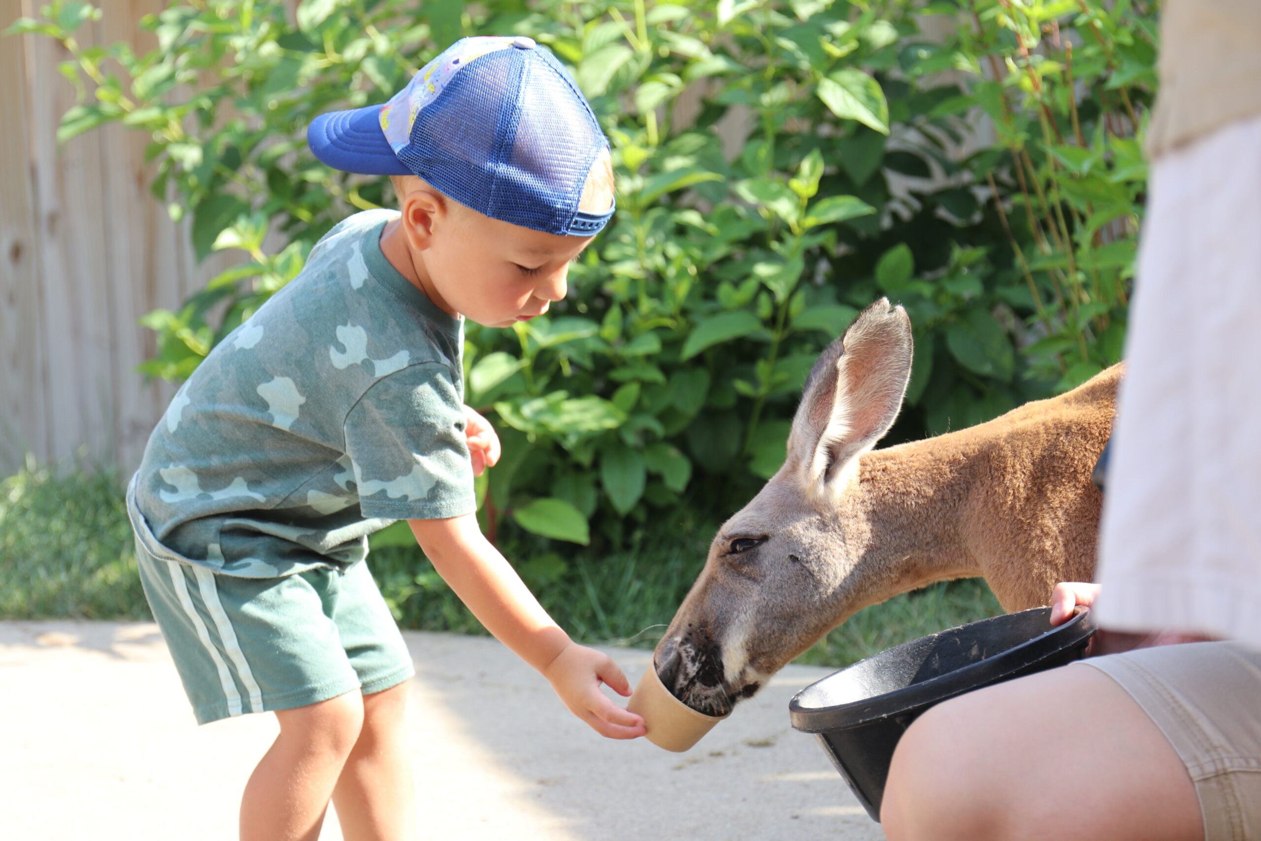 boy feeding kangaroo