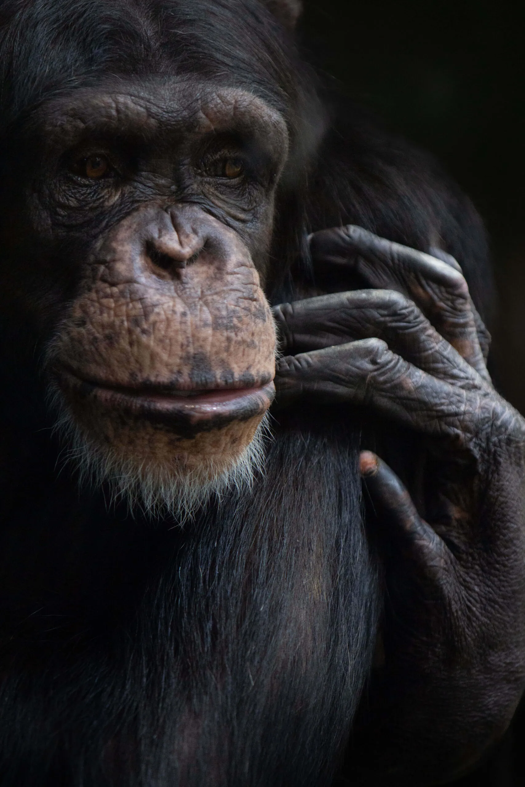 Chimpanzee face