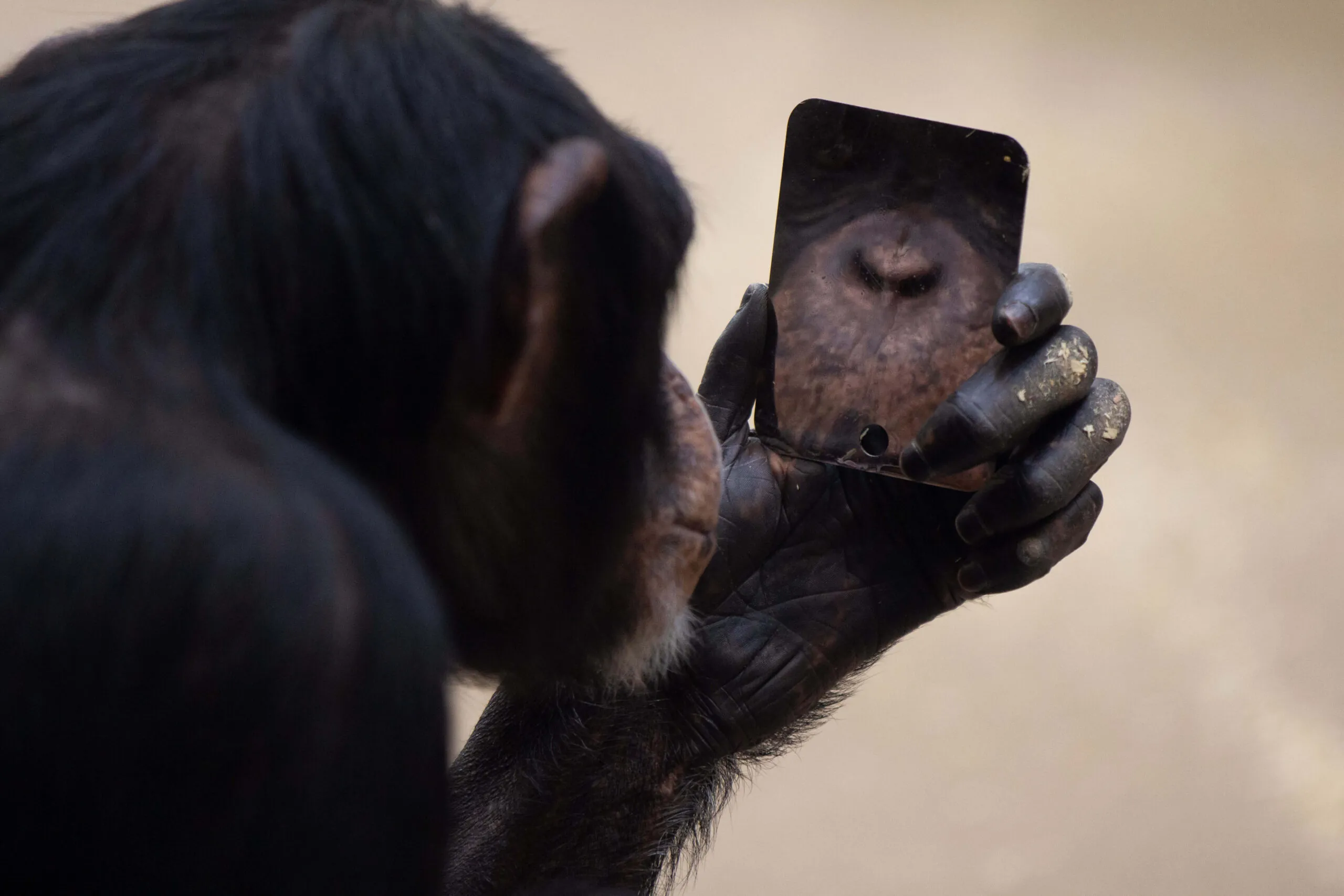 Chimpanzee looking in a mirror