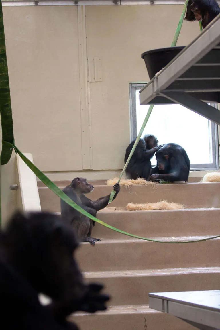 Chimpanzees grooming