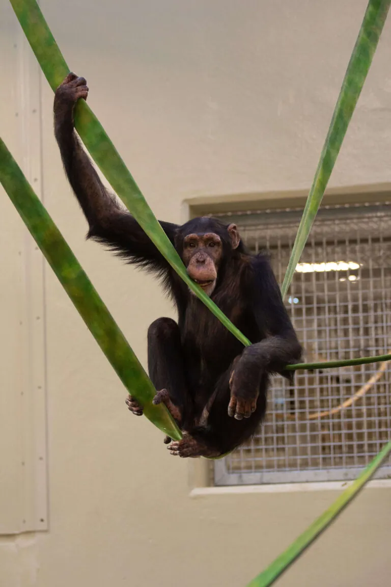 Chimpanzee swinging
