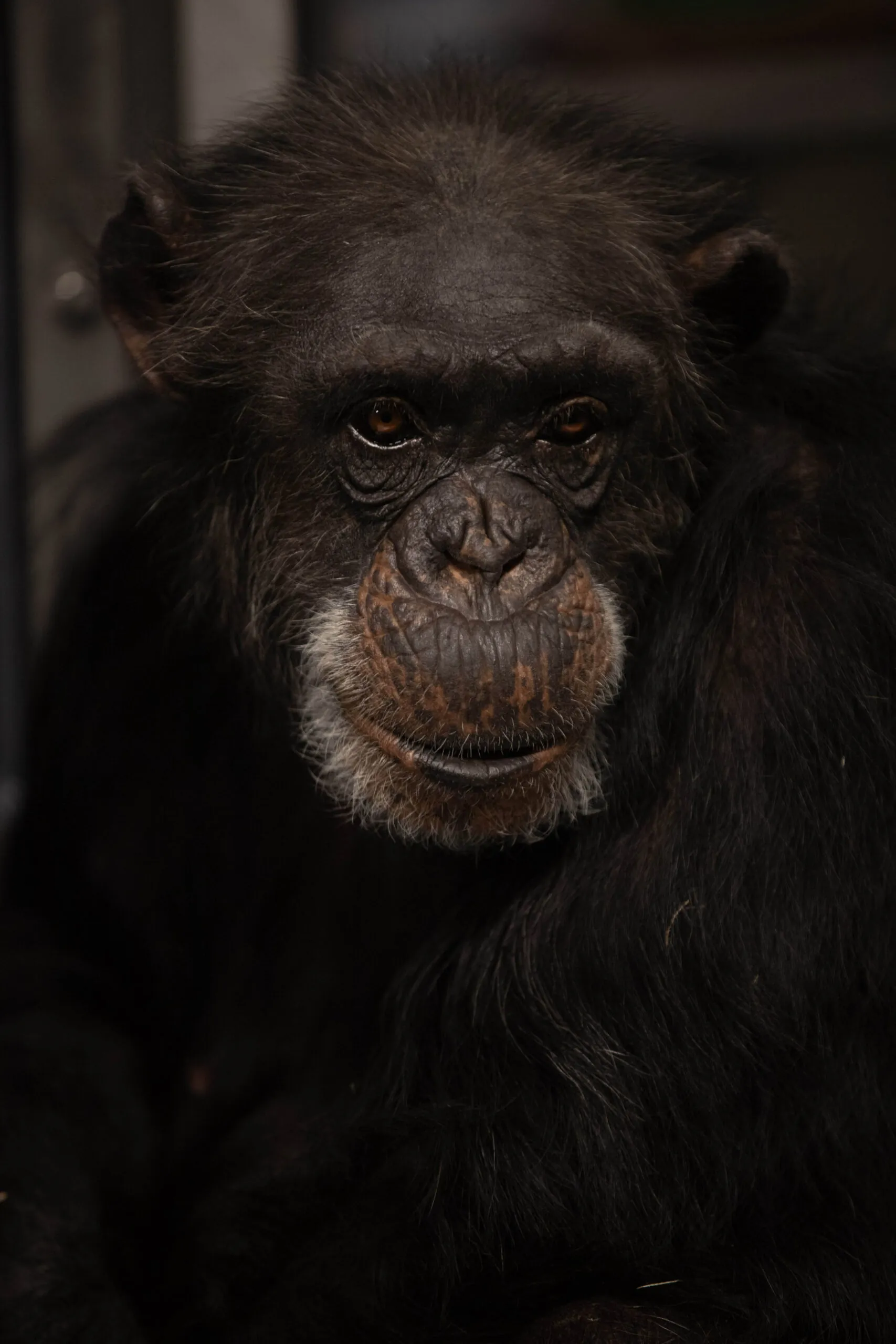 Chimpanzee face