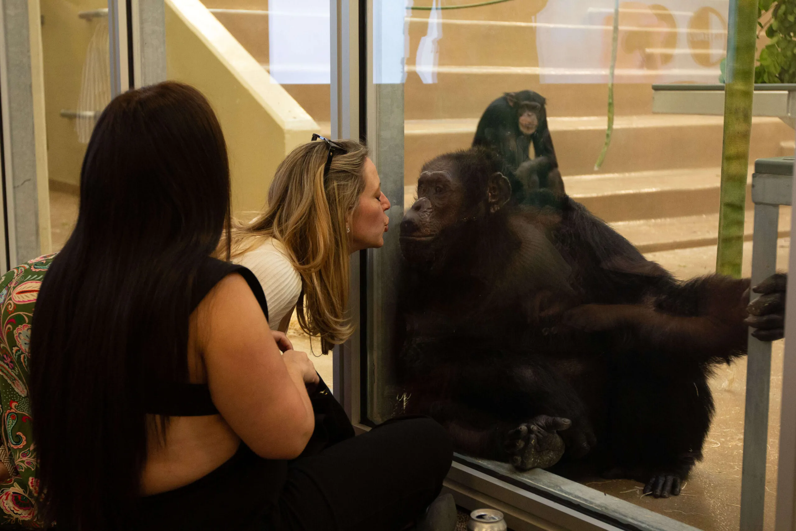 Chimpanzee looking at woman through glass