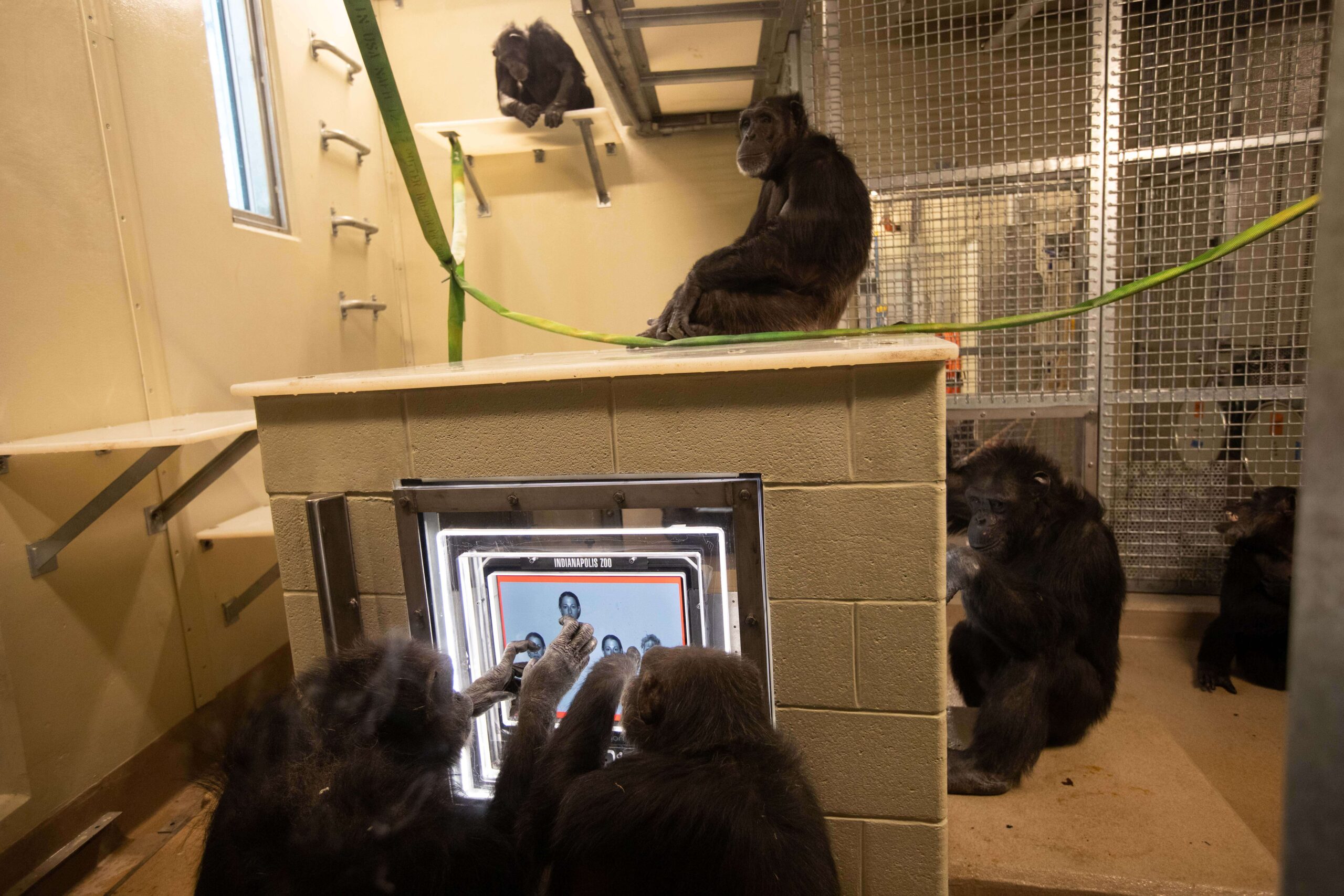 Chimpanzees using touchscreen computer